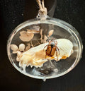 Earthbound Relic Dome – Mink Skull with Scarab Beetle
