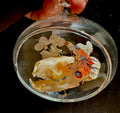 Predator & Petal Dome – Mink Skull with Lanternfly