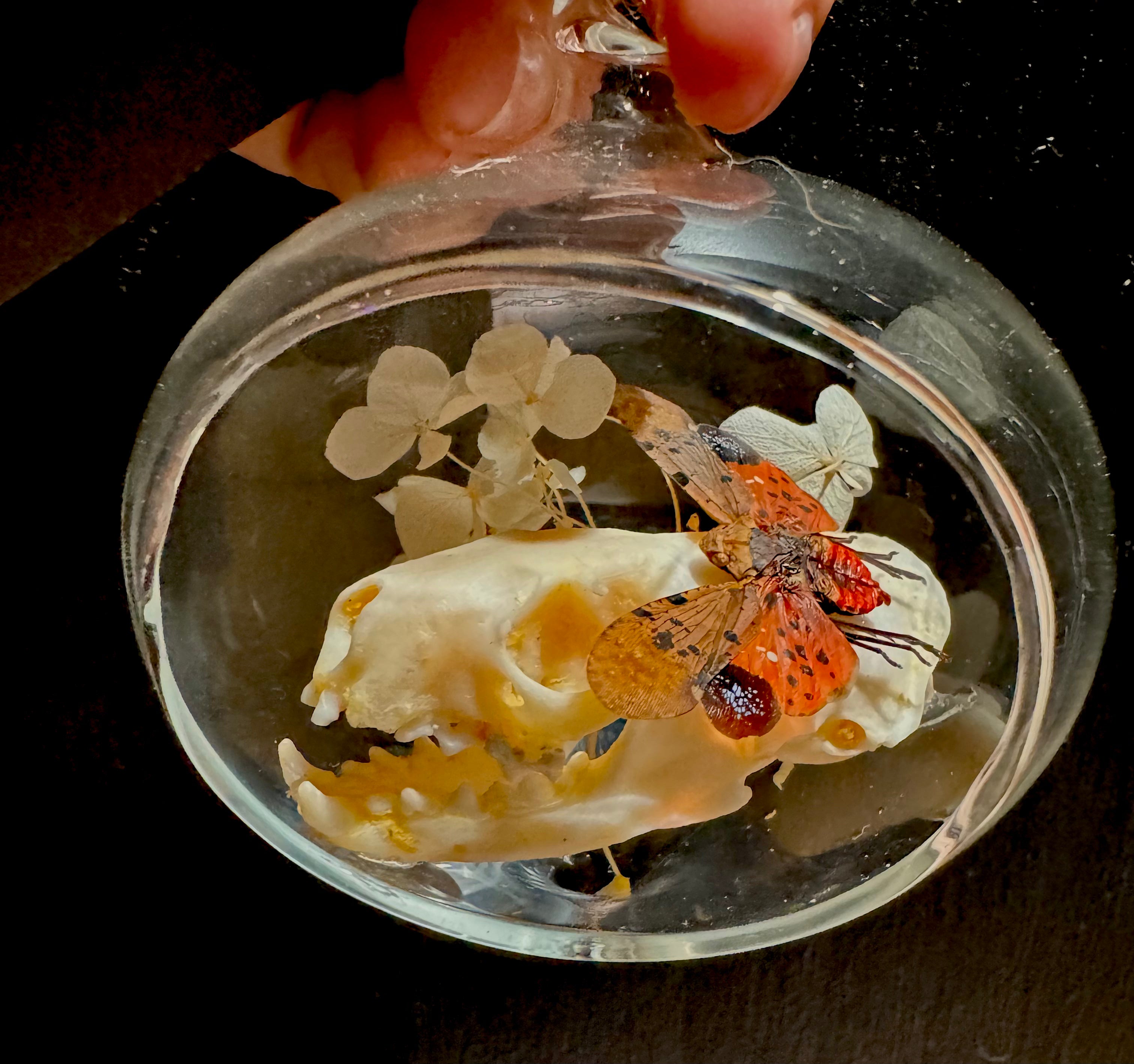 Predator & Petal Dome – Mink Skull with Lanternfly