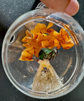 Feral Relic Dome – Mink Jaw with Green June Beetle