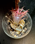 Bone & Bloom Dome – Muskrat Skull with Live Air Plant