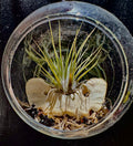 Small air plant with a real coyote vertebrae in a clear glass container on a dark background