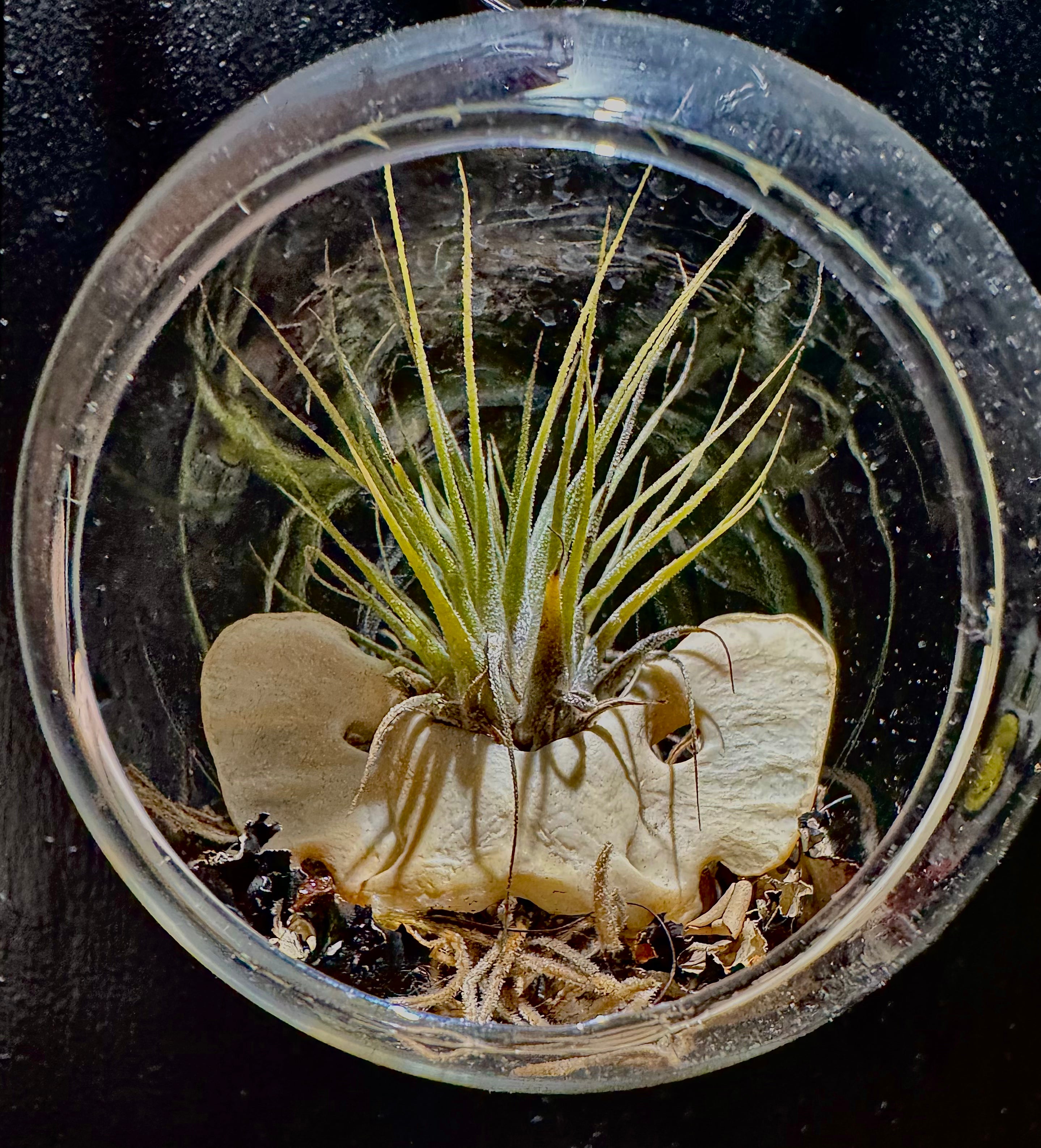 Small air plant with a real coyote vertebrae in a clear glass container on a dark background